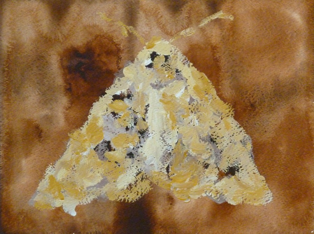 Moth 03 Dolz
